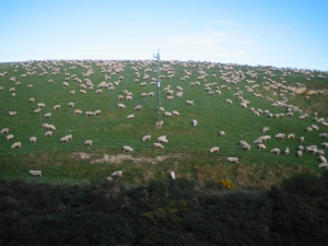 Sheep NZ.JPG