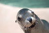 Sea lion.jpg