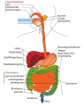 474px-Digestive system diagram de.svg.png